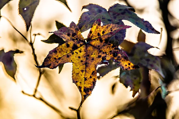 秋の紅葉と美しい自然のボケ背景を飾る — ストック写真