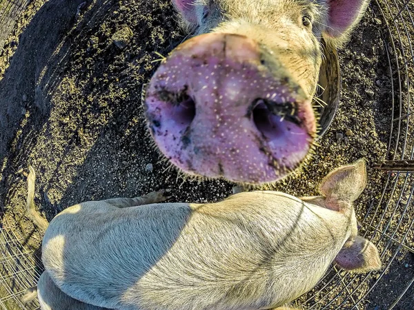 Three little pigs on the farm — Stock Photo, Image