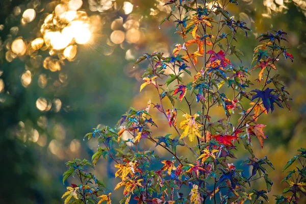 Hojas de otoño decoran una hermosa naturaleza bokeh fondo con —  Fotos de Stock