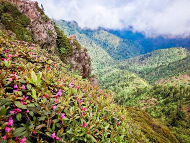 charlies bunyon appalachian izi boyunca gelen görüntüleme