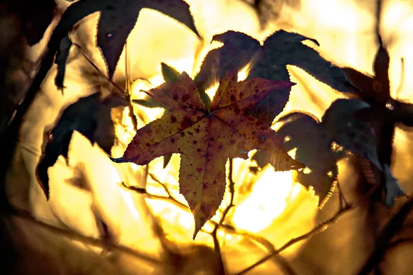 Feuilles d'automne décorer un beau fond bokeh nature avec — Photo