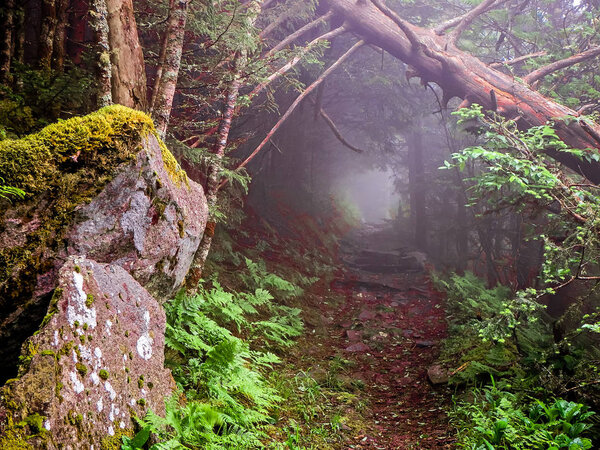 scenes along appalachian trail in great smoky mountains