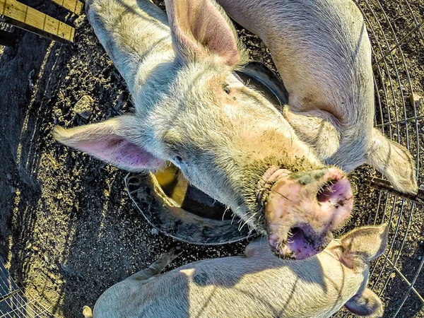 Three little pigs on the farm — Stock Photo, Image