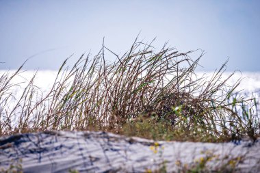 bohiket marina tekne kiawah Island yakınındaki ile