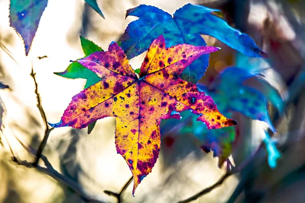 Höstlöv dekorera en vacker natur bokeh bakgrund med — Stockfoto