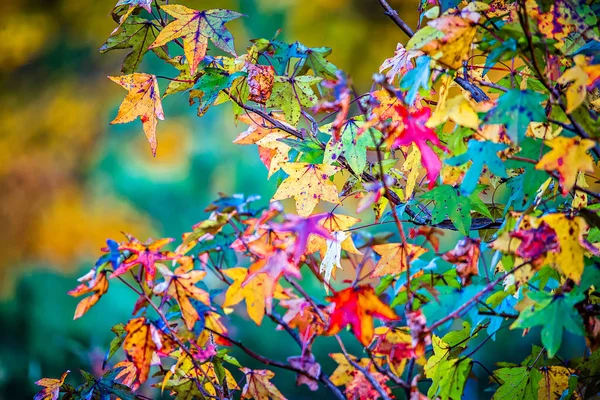 秋の紅葉と美しい自然のボケ背景を飾る — ストック写真