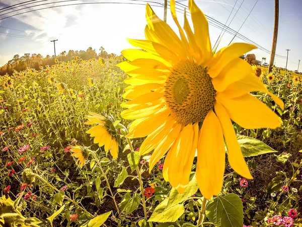 Zonnebloemen op het gebied van een boerderij in een land — Stockfoto