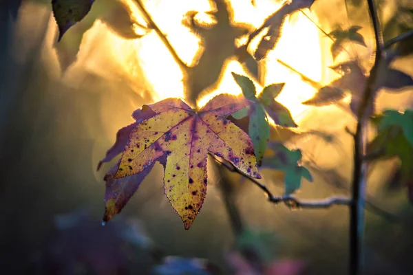 Höstlöv dekorera en vacker natur bokeh bakgrund med — Stockfoto