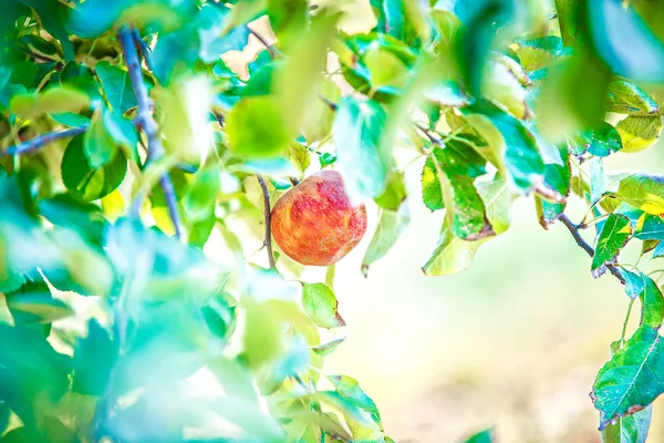 Elma ağacı Bahçesi hasat önce — Stok fotoğraf