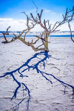 çılgınlık çevresinde kıyı sahneleri Güney carolina beach