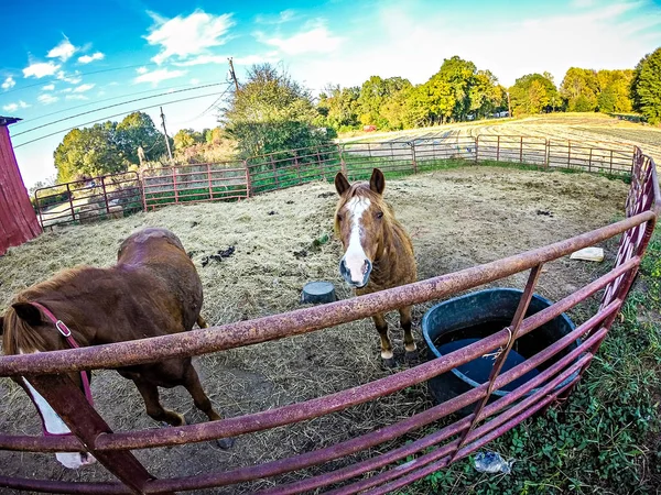 Koně na farmě za plotem — Stock fotografie