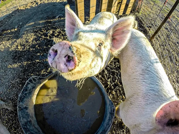 Three little pigs on the farm — Stock Photo, Image