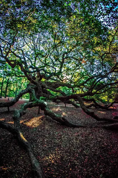 Angel Oak Tree en John 's Island Carolina del Sur —  Fotos de Stock