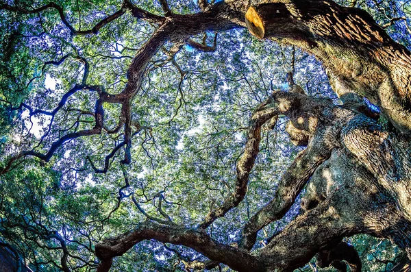 Ангел Oak Tree на Джона острові Південна Кароліна — стокове фото