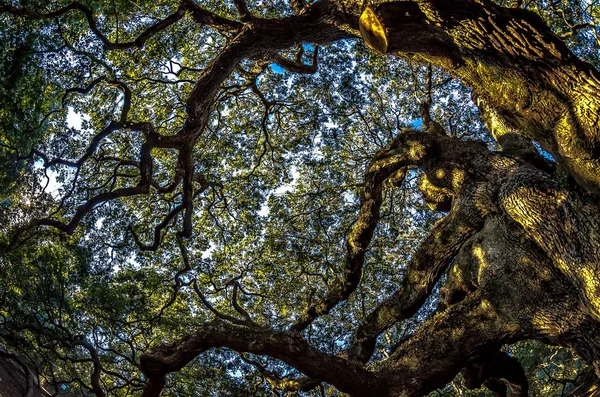 Árvore Angel Oak na Ilha de John Carolina do Sul — Fotografia de Stock