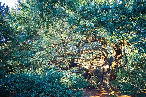 Angle Oak Tree in Johns Island of South Carolina — Stock Photo, Image