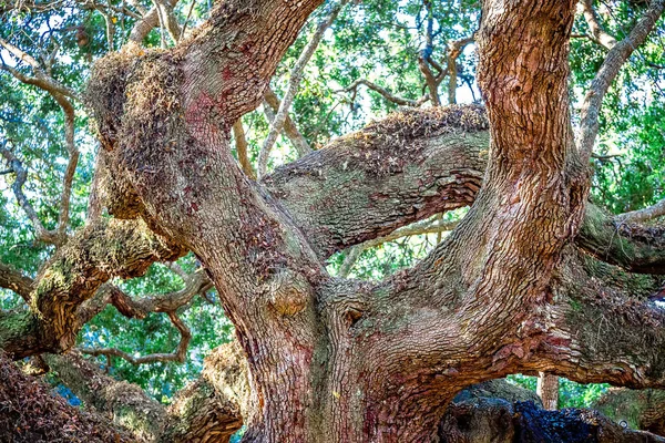 Winkeleiche in johns island of south carolina — Stockfoto