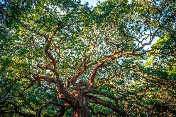 Angle Oak Tree на острове Джонс в Южной Каролине — стоковое фото