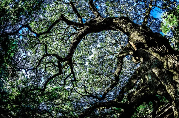 Angel Oak Tree on John 's Island South Carolina — стоковое фото