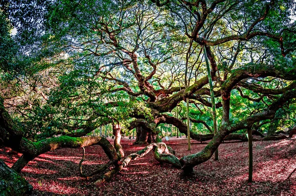 Angel Oak Tree en John 's Island Carolina del Sur —  Fotos de Stock