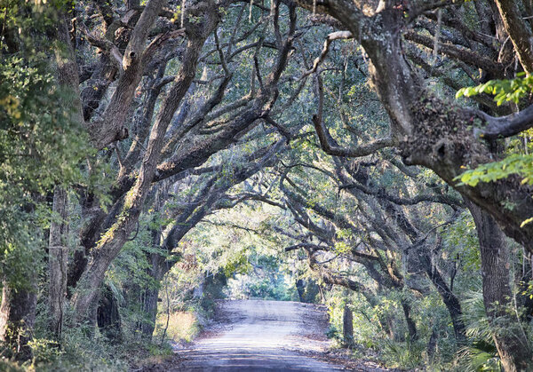 Botany Bay Plantation Spooky Dirt Road Marsh Oak Trees Tunnel wi