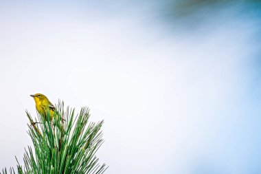 yaprak dökmeyen ağacı üstüne tünemiş minik kuş