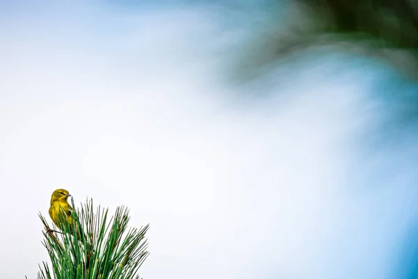Kleine vogel neergestreken op de top van groenblijvende boom — Stockfoto