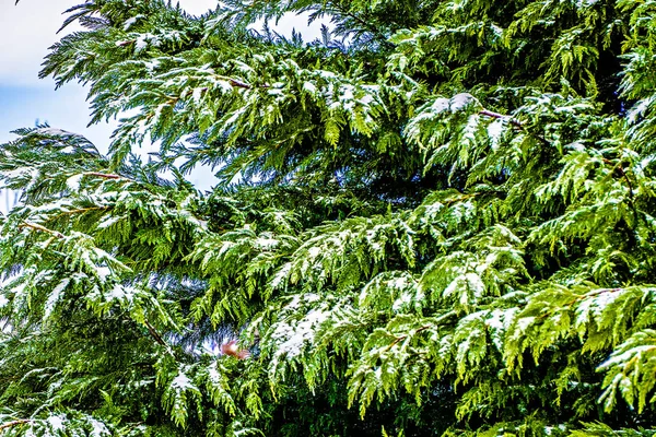 Ramos de pinheiros cobertos de gelo — Fotografia de Stock