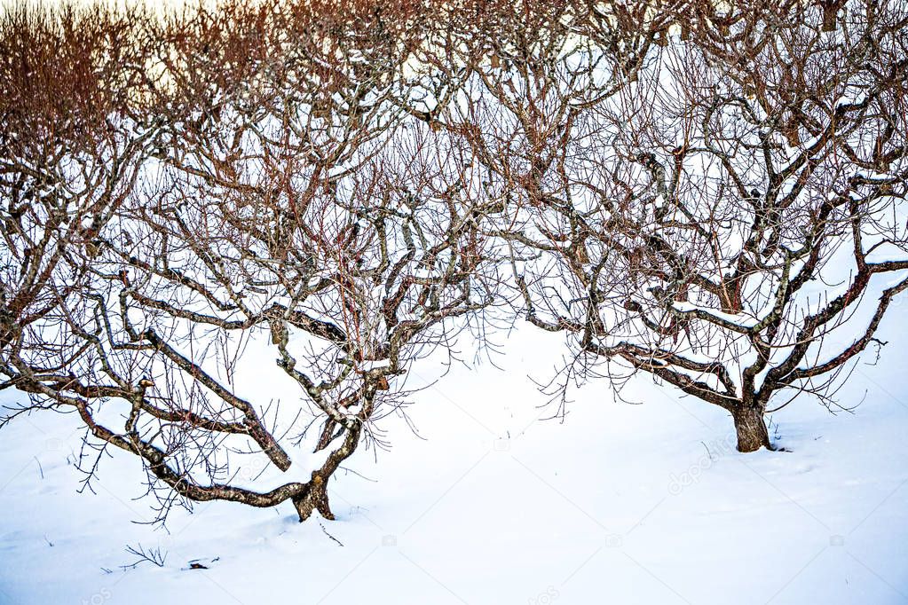 peach tree orchards on snowy winter landscape