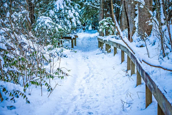 Neve coberta caminho caminhadas na floresta — Fotografia de Stock