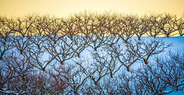 Őszibarack fa ültetvények a havas téli táj — Stock Fotó