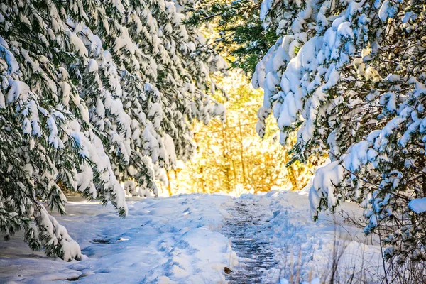 Sentier de randonnée enneigé dans la forêt — Photo