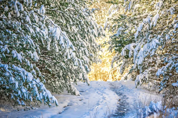 Karla kaplı yürüyüş yolu ormandaki — Stok fotoğraf