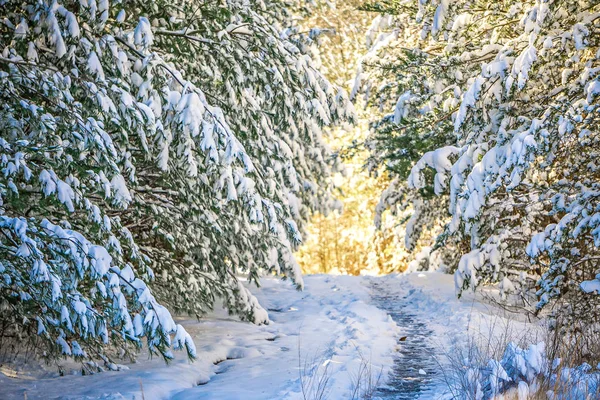 Snötäckta vandringsled i skogen — Stockfoto