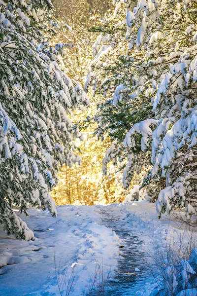 Besneeuwde wandelpad in het bos — Stockfoto