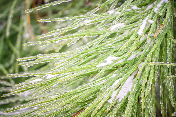 Větve stromu borovice pokrytá ledem — Stock fotografie