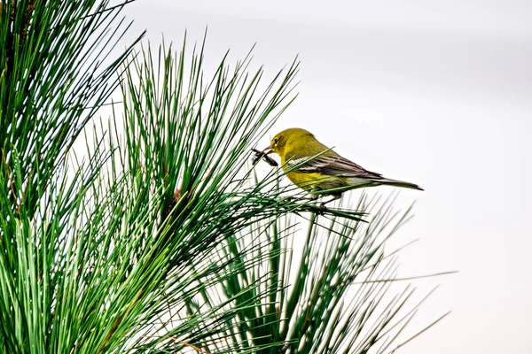 Kleine vogel neergestreken op de top van groenblijvende boom — Stockfoto