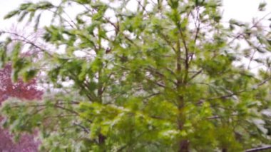 Düşen kar pul ve ağaçlar