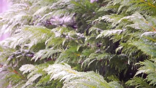 Sněhové vločky padající a stromy — Stock video