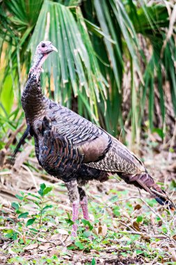 vahşi ormanda tarama Türkiye