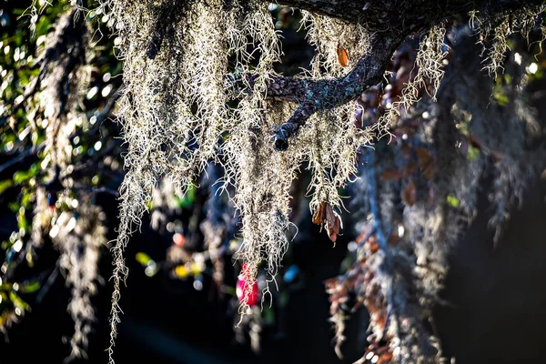 Spanish moss growin on a tree at the plantation — Stock Photo, Image