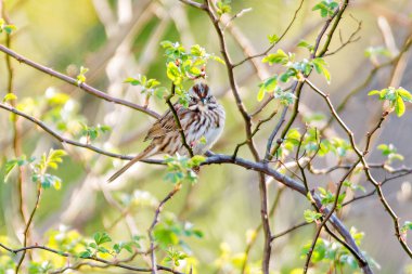 Amerikan ağaç ağaç bahar tünemiş serçe