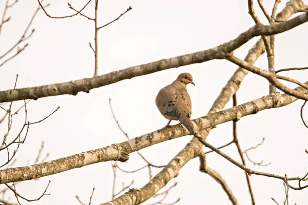 Pigeon assis sur une branche d'arbre se baignant au soleil — Photo