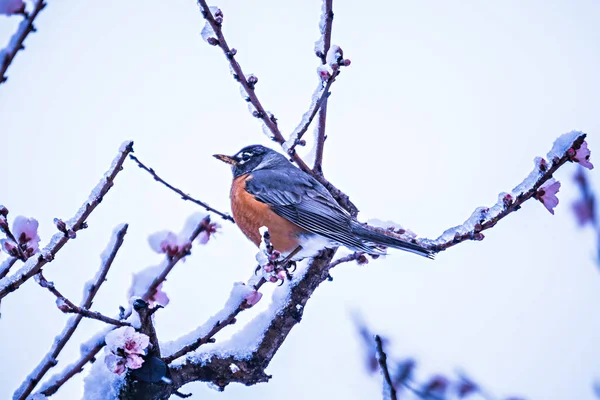Amerikai robin ült a virágzó őszibarackfa tavaszi hó — Stock Fotó