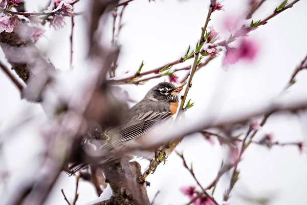 Amerikai robin ült a virágzó őszibarackfa tavaszi hó — Stock Fotó
