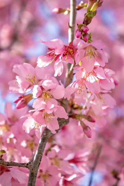Spring bloom tree with pink flowers — Stock Photo, Image