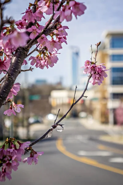 It's spring time in the city — Stock Photo, Image