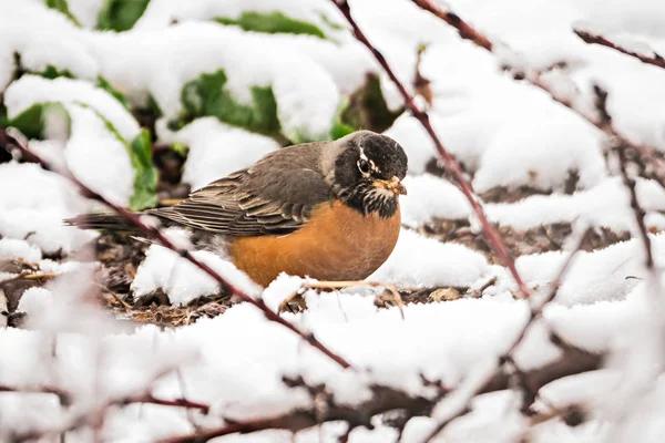 Drozd stěhovavý sedí na kvetoucí broskvoní v jarní sníh — Stock fotografie