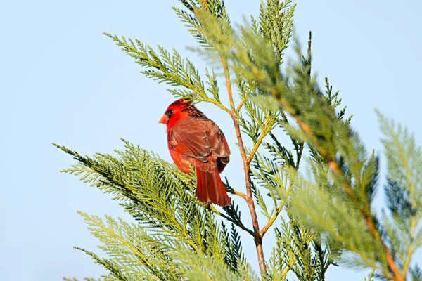 Red cardinal pirched up on branch of evegreen tree — Stock Photo, Image