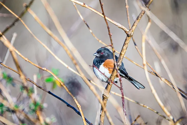 Östra busksparv fågel uppflugna på en gren — Stockfoto